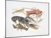 Illustration Representing Variety of Decapods-null-Mounted Giclee Print