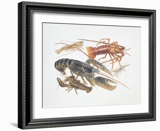 Illustration Representing Variety of Decapods-null-Framed Giclee Print