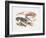 Illustration Representing Variety of Decapods-null-Framed Giclee Print