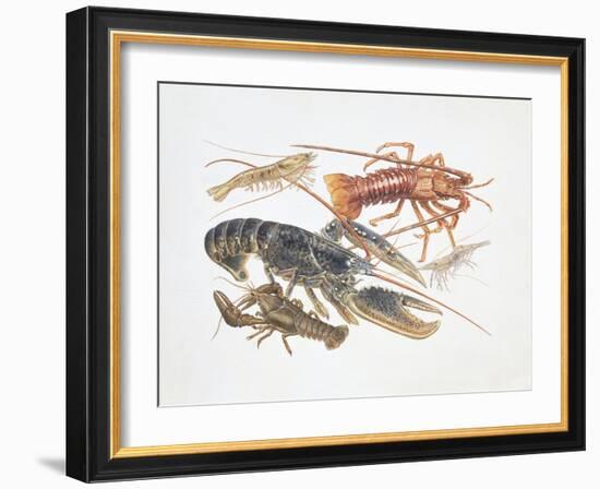 Illustration Representing Variety of Decapods-null-Framed Giclee Print