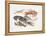 Illustration Representing Variety of Decapods-null-Framed Premier Image Canvas