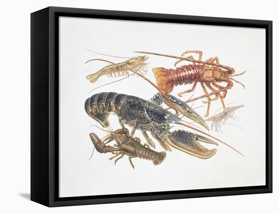 Illustration Representing Variety of Decapods-null-Framed Premier Image Canvas