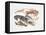 Illustration Representing Variety of Decapods-null-Framed Premier Image Canvas