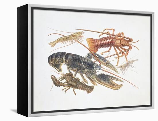 Illustration Representing Variety of Decapods-null-Framed Premier Image Canvas