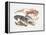 Illustration Representing Variety of Decapods-null-Framed Premier Image Canvas