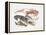 Illustration Representing Variety of Decapods-null-Framed Premier Image Canvas