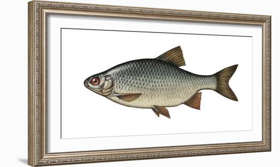 Illustration, Roach, Rutilus Rutilus, Not Freely for Book-Industry, Series-Carl-Werner Schmidt-Luchs-Framed Photographic Print