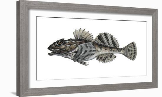 Illustration, Sea-Scorpion, Myoxocephalus Scorpius, Not Freely for Book-Industry, Series-Carl-Werner Schmidt-Luchs-Framed Photographic Print