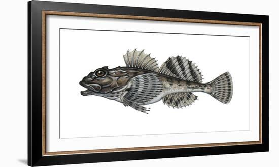 Illustration, Sea-Scorpion, Myoxocephalus Scorpius, Not Freely for Book-Industry, Series-Carl-Werner Schmidt-Luchs-Framed Photographic Print