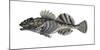 Illustration, Sea-Scorpion, Myoxocephalus Scorpius, Not Freely for Book-Industry, Series-Carl-Werner Schmidt-Luchs-Mounted Photographic Print