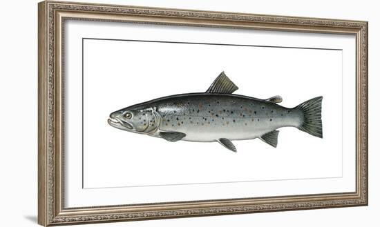 Illustration, Sea-Trout, Salmo Trutta Forma Lacustris, Not Freely for Book-Industry, Series-Carl-Werner Schmidt-Luchs-Framed Photographic Print