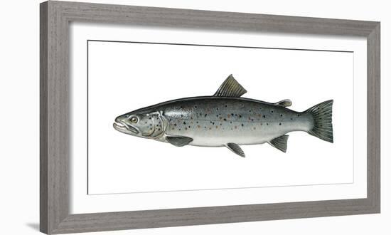 Illustration, Sea-Trout, Salmo Trutta Forma Lacustris, Not Freely for Book-Industry, Series-Carl-Werner Schmidt-Luchs-Framed Photographic Print