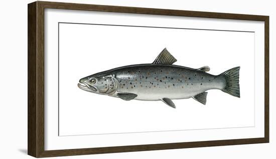 Illustration, Sea-Trout, Salmo Trutta Forma Lacustris, Not Freely for Book-Industry, Series-Carl-Werner Schmidt-Luchs-Framed Photographic Print