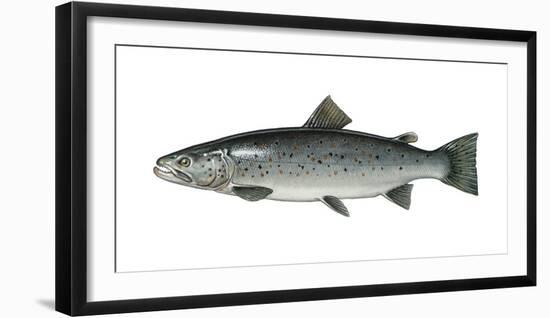 Illustration, Sea-Trout, Salmo Trutta Forma Lacustris, Not Freely for Book-Industry, Series-Carl-Werner Schmidt-Luchs-Framed Photographic Print