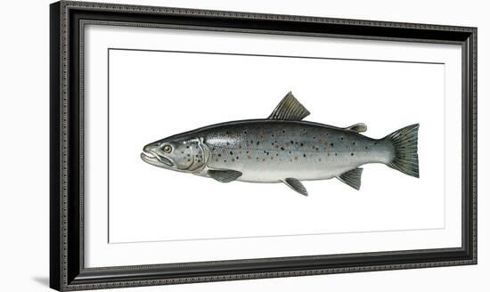 Illustration, Sea-Trout, Salmo Trutta Forma Lacustris, Not Freely for Book-Industry, Series-Carl-Werner Schmidt-Luchs-Framed Photographic Print