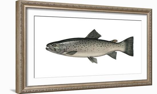 Illustration, Sea-Trout, Salmon Trutta Forma Trutta, Not Freely for Book-Industry, Series-Carl-Werner Schmidt-Luchs-Framed Photographic Print