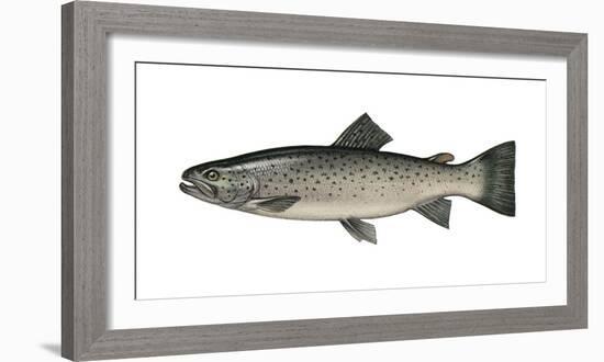 Illustration, Sea-Trout, Salmon Trutta Forma Trutta, Not Freely for Book-Industry, Series-Carl-Werner Schmidt-Luchs-Framed Photographic Print