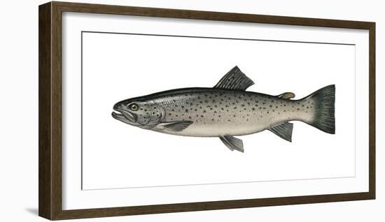 Illustration, Sea-Trout, Salmon Trutta Forma Trutta, Not Freely for Book-Industry, Series-Carl-Werner Schmidt-Luchs-Framed Photographic Print