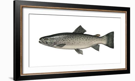 Illustration, Sea-Trout, Salmon Trutta Forma Trutta, Not Freely for Book-Industry, Series-Carl-Werner Schmidt-Luchs-Framed Photographic Print