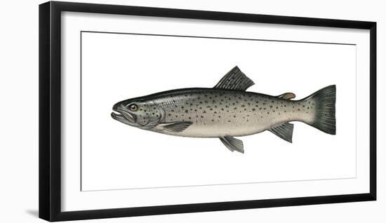 Illustration, Sea-Trout, Salmon Trutta Forma Trutta, Not Freely for Book-Industry, Series-Carl-Werner Schmidt-Luchs-Framed Photographic Print