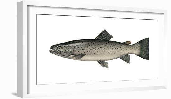Illustration, Sea-Trout, Salmon Trutta Forma Trutta, Not Freely for Book-Industry, Series-Carl-Werner Schmidt-Luchs-Framed Photographic Print