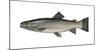 Illustration, Sea-Trout, Salmon Trutta Forma Trutta, Not Freely for Book-Industry, Series-Carl-Werner Schmidt-Luchs-Mounted Photographic Print