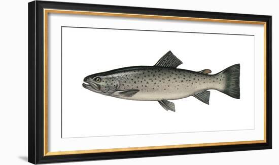 Illustration, Sea-Trout, Salmon Trutta Forma Trutta, Not Freely for Book-Industry, Series-Carl-Werner Schmidt-Luchs-Framed Photographic Print