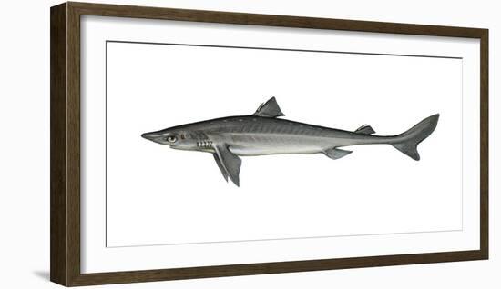 Illustration, Thorn-Shark, Squalus Acanthias, Not Freely for Book-Industry, Series-Carl-Werner Schmidt-Luchs-Framed Photographic Print