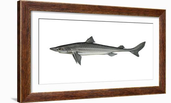 Illustration, Thorn-Shark, Squalus Acanthias, Not Freely for Book-Industry, Series-Carl-Werner Schmidt-Luchs-Framed Photographic Print