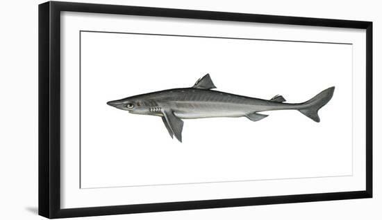 Illustration, Thorn-Shark, Squalus Acanthias, Not Freely for Book-Industry, Series-Carl-Werner Schmidt-Luchs-Framed Photographic Print