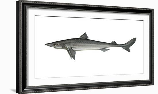 Illustration, Thorn-Shark, Squalus Acanthias, Not Freely for Book-Industry, Series-Carl-Werner Schmidt-Luchs-Framed Photographic Print