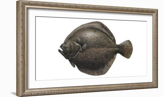 Illustration, Turbot, Psetta Maxima, Not Freely for Book-Industry, Series-Carl-Werner Schmidt-Luchs-Framed Photographic Print