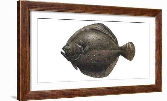 Illustration, Turbot, Psetta Maxima, Not Freely for Book-Industry, Series-Carl-Werner Schmidt-Luchs-Framed Photographic Print