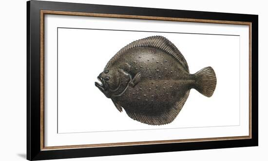 Illustration, Turbot, Psetta Maxima, Not Freely for Book-Industry, Series-Carl-Werner Schmidt-Luchs-Framed Photographic Print
