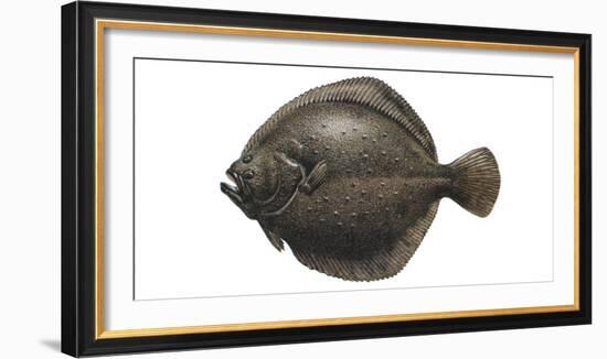 Illustration, Turbot, Psetta Maxima, Not Freely for Book-Industry, Series-Carl-Werner Schmidt-Luchs-Framed Photographic Print