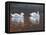 Illustrious Swans-Bruce Dumas-Framed Premier Image Canvas