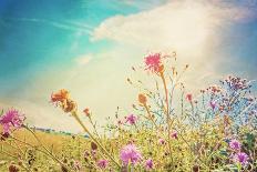 Beautiful View in Summer Flower (Forest of Flowers )-ilolab-Photographic Print