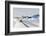 Ilulissat, Greenland, Denmark, Polar Regions-Sergio Pitamitz-Framed Photographic Print