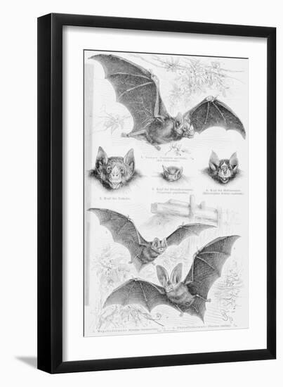 Ilustration of Six Types of Bats-null-Framed Giclee Print