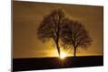 Photographic Print