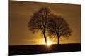 Photographic Print