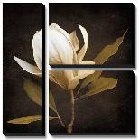 Floral Eloquence II-Ily Szilagyi-Stretched Canvas