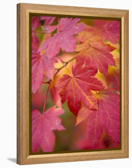 Image of Maple Tree in Fall.-Justin Bailie-Framed Premier Image Canvas