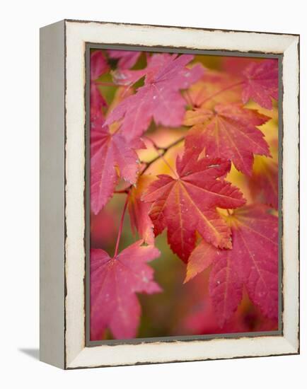 Image of Maple Tree in Fall.-Justin Bailie-Framed Premier Image Canvas