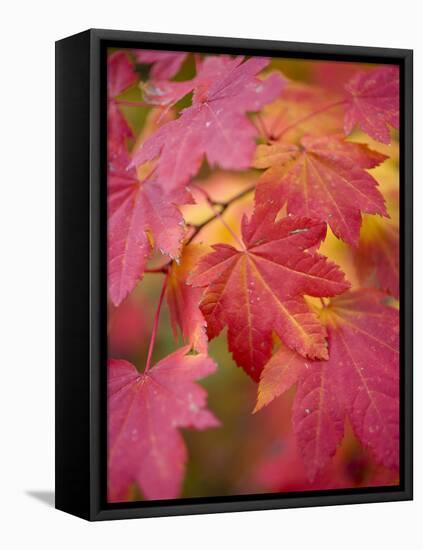 Image of Maple Tree in Fall.-Justin Bailie-Framed Premier Image Canvas