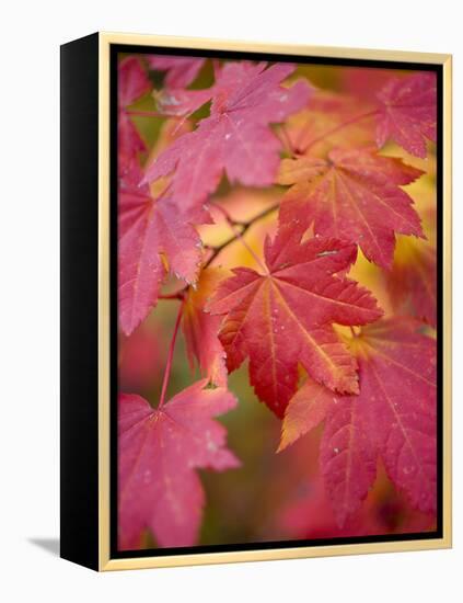 Image of Maple Tree in Fall.-Justin Bailie-Framed Premier Image Canvas