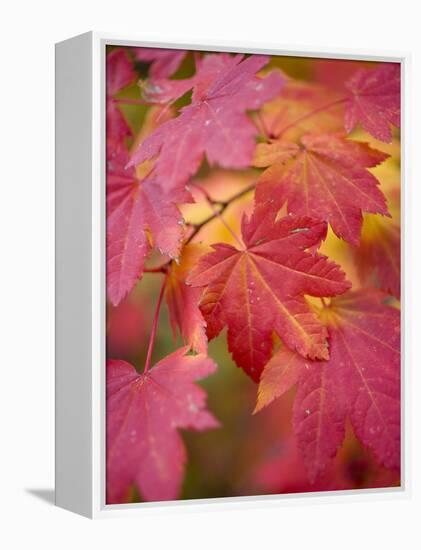 Image of Maple Tree in Fall.-Justin Bailie-Framed Premier Image Canvas