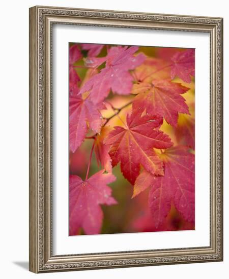 Image of Maple Tree in Fall.-Justin Bailie-Framed Photographic Print