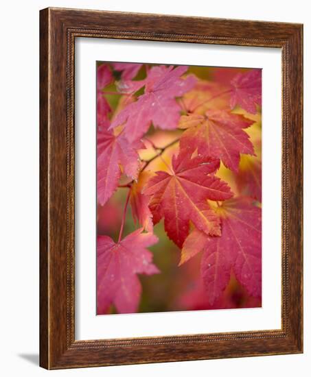 Image of Maple Tree in Fall.-Justin Bailie-Framed Photographic Print