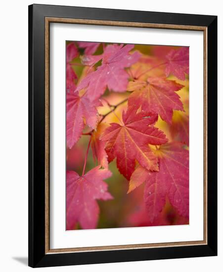 Image of Maple Tree in Fall.-Justin Bailie-Framed Photographic Print